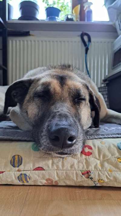 TierschutzhundeStammtisch🐕-Beitrag-Bild