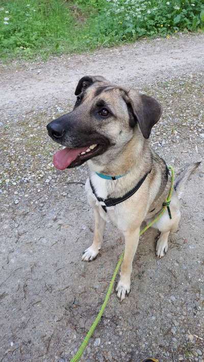 Kangal Fans ! ! ! !-Beitrag-Bild