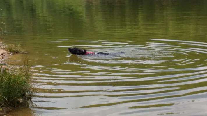 Dogorama-Monats-Challenge-Mai "Wasser"-Beitrag-Bild