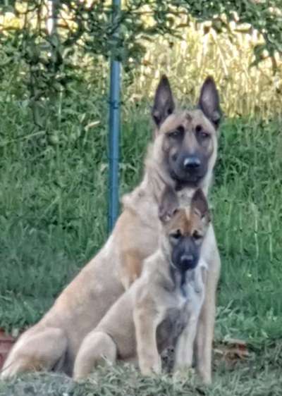 Foto's und Hundemodels-Beitrag-Bild