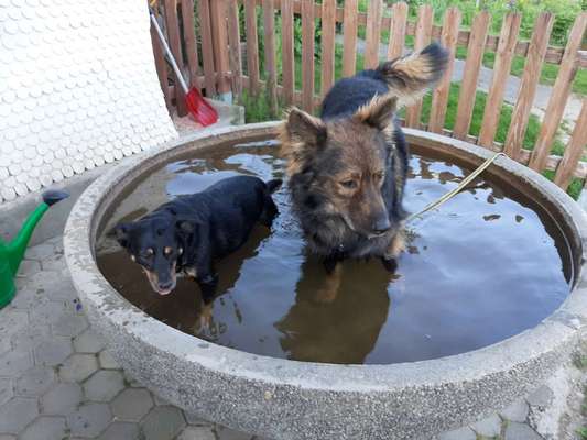 Bester Freund, Hundekumpel - zeigt her!-Beitrag-Bild