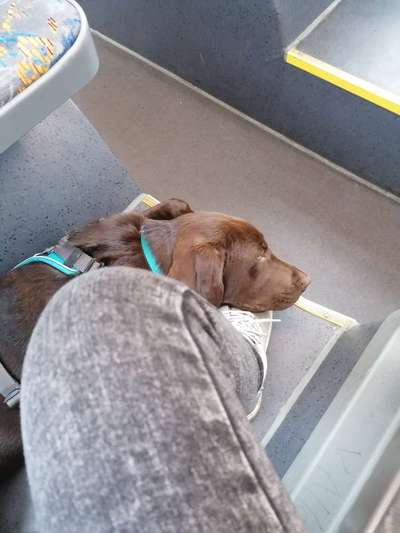 Die Dogorama Wochen Challenge-Beitrag-Bild