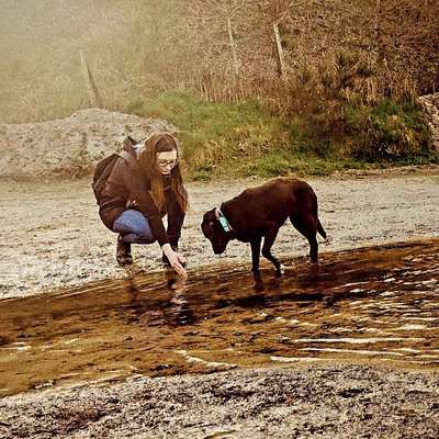 Hundetreffen-Entspannte Gänge-Bild