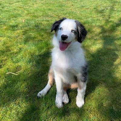 Hundetreffen-Welpentreffen-Bild