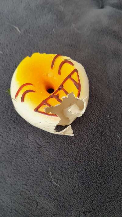 Aggressionen bei Artgenossen und fremde Menschen-Beitrag-Bild