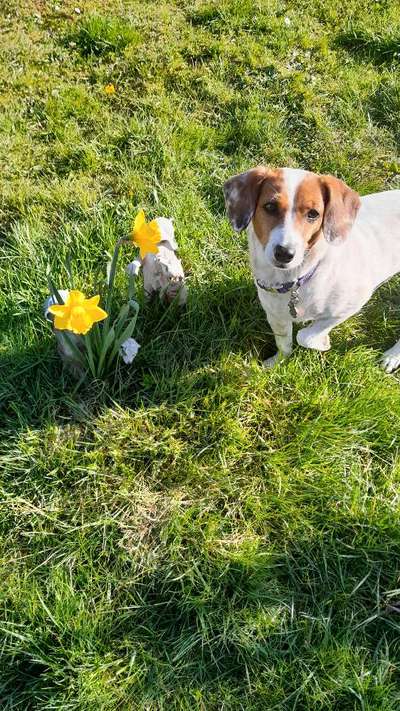 💖😊Das ALLERSCHÖNSTE Foto von deinem Hund💖😊-Beitrag-Bild