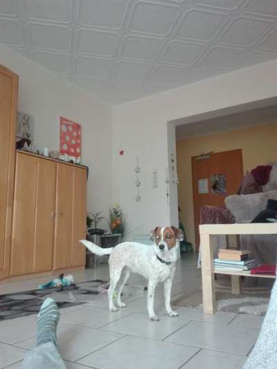 Hund aus dem Spanischen Tierschutz-Beitrag-Bild