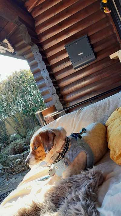 Jack Russell Terrier-Beitrag-Bild