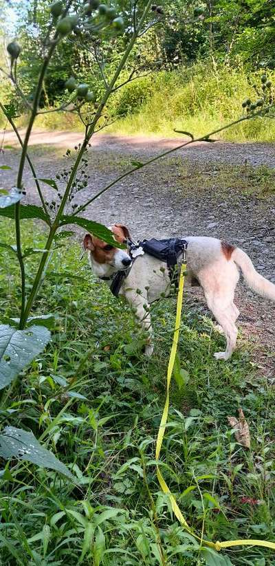 Unsere Fellnasen-Vielfalt im Überblick!-Beitrag-Bild