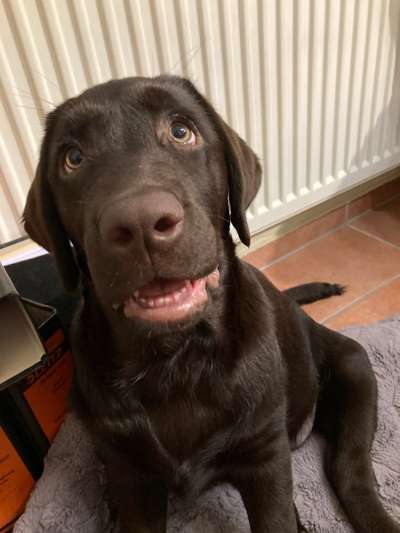 Welpen Bilder !-Beitrag-Bild