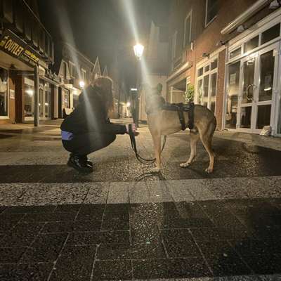 Hundetreffen-Gassirunde