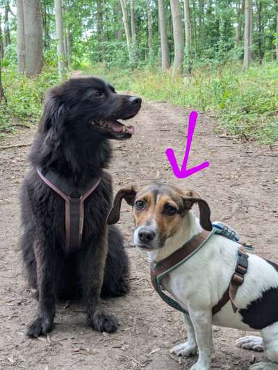 Hundetreffen-Social walks in Köln-Bild