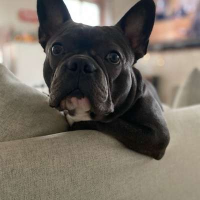 Hundetreffen-Spielerunde-Bild