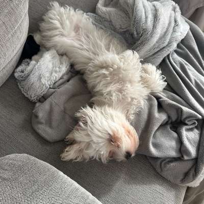 Hundetreffen-Gassirunde für Sozialisierung :)-Bild