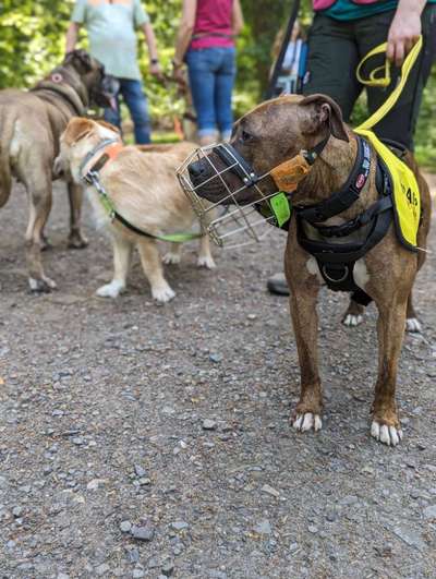 Hundetreffen-Spendenwalk für Underdog Rescue e.V. ; wandern für den guten Zweck-Bild