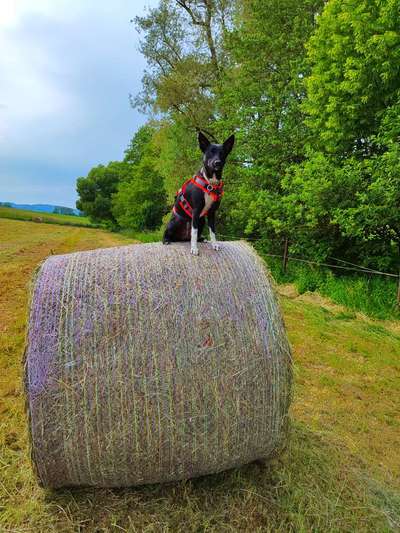 Hundetreffen-Gassirunde und Spielkamerad-Bild