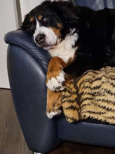 Berner Sennen-Beitrag-Bild