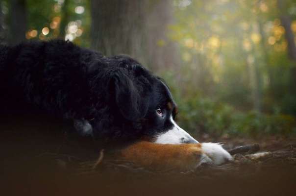 Die Dogorama Kalender Challenge Titelbild-Beitrag-Bild