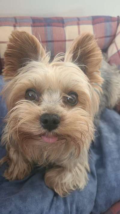 Dogorama Photo Challenge - Portrait-Beitrag-Bild