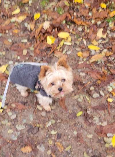 Yorkshire Terrier-Beitrag-Bild
