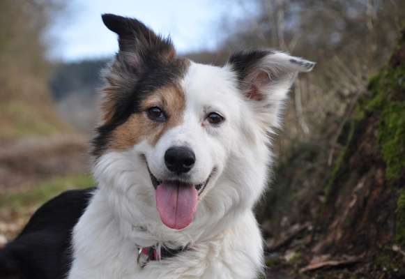 Zeigt mal die schönsten Bilder von euren Hunden !-Beitrag-Bild