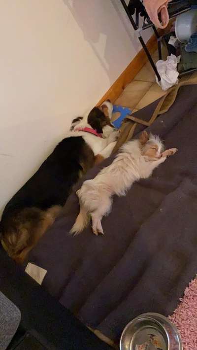 Mehrere Hunde zuhause !-Beitrag-Bild