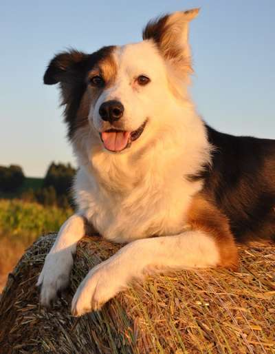 Die wunderschöne Welt mit Hund.-Beitrag-Bild
