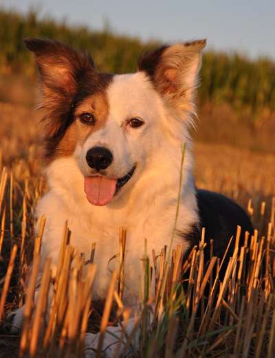 Die wunderschöne Welt mit Hund.-Beitrag-Bild