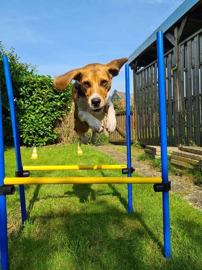 Die Dogorama Kalender Challenge Titelbild-Beitrag-Bild