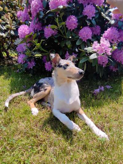 Die Dogorama Monats Challenge "Es grünt und blüht"-Beitrag-Bild