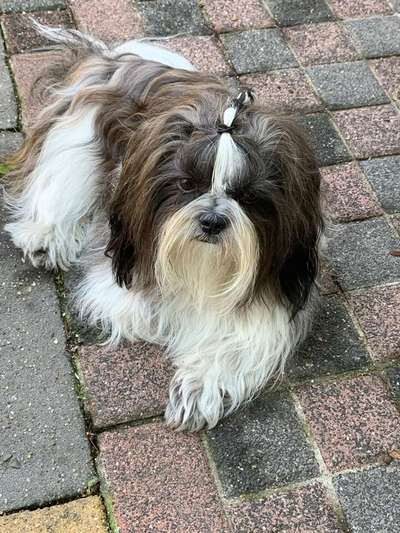 Dein Hund im Dogorama-Kalender 2021-Beitrag-Bild