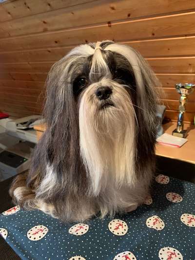Shih Tzu-Beitrag-Bild