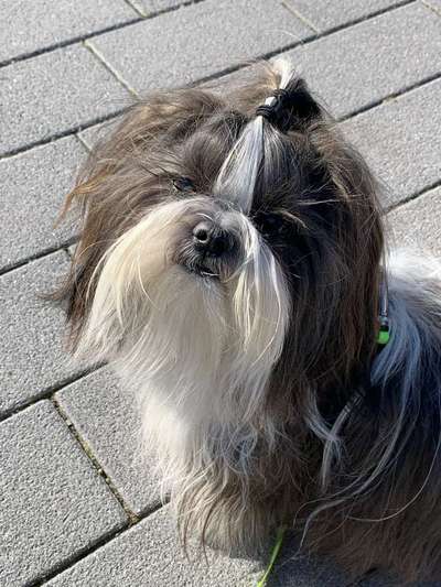 Shih tzu freunde gesucht-Beitrag-Bild