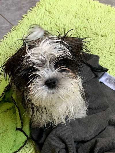 Welpen Bilder !-Beitrag-Bild