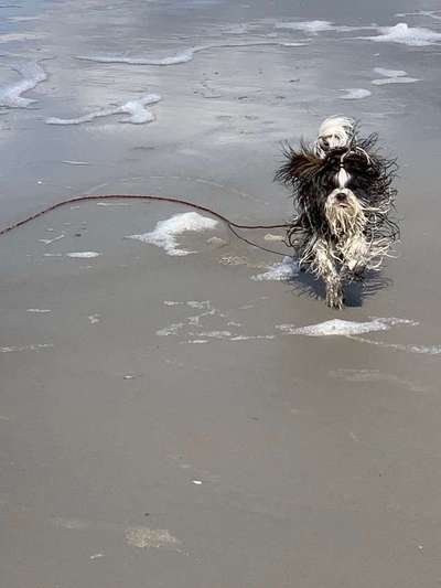 Dein Hund im Dogorama-Kalender 2021-Beitrag-Bild