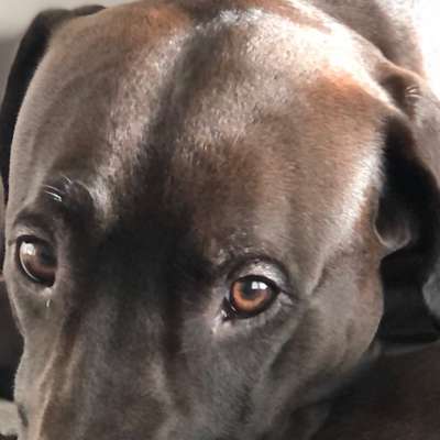 Dogorama Photo Challenge - Hundeblick zum hinschmelzen-Beitrag-Bild