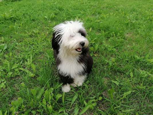 Tibet Terrier-Beitrag-Bild