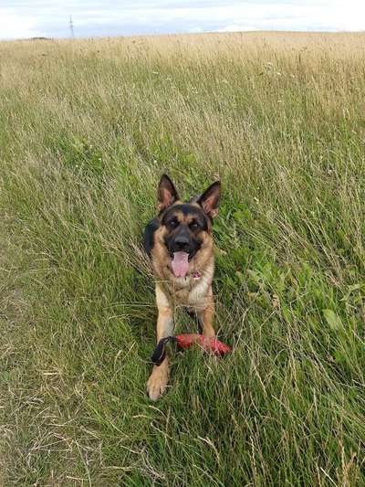 Schäferhund-Fans?-Beitrag-Bild