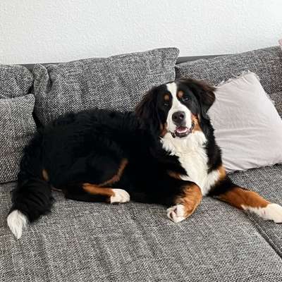 Berner Sennen-Beitrag-Bild