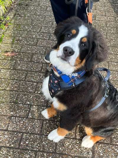 Berner Sennen-Beitrag-Bild