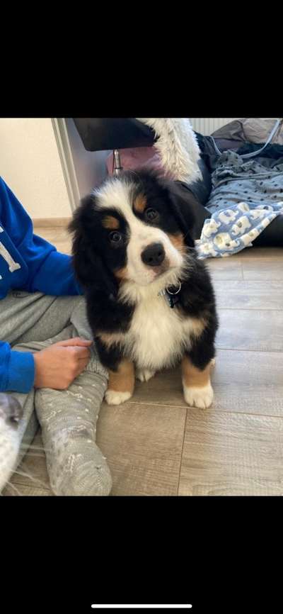 Als Welpen sind sie alle noch süßer-Beitrag-Bild