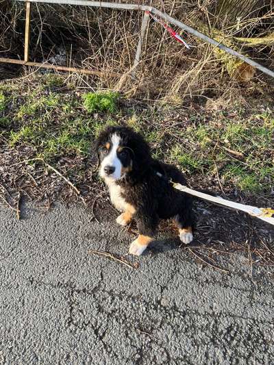 Berner Sennen-Beitrag-Bild