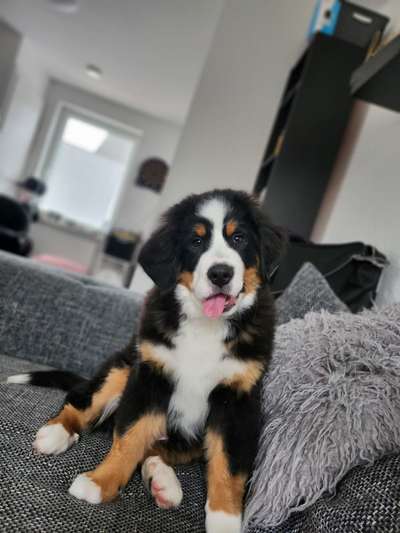 Berner Sennen-Beitrag-Bild