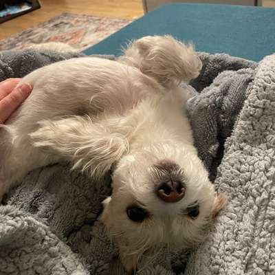 Hundetreffen-Spielpartner / Trainingspartner/ Gassi gehen/ Betreuung gesucht-Bild