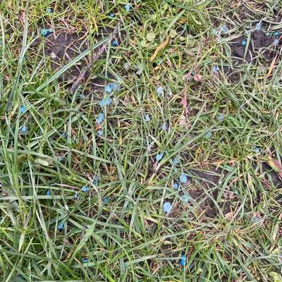 Giftköder-Schneckenkorn-Bild