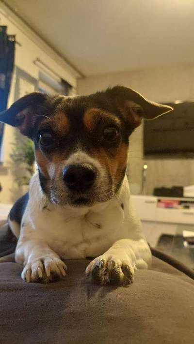 Jack Russell Terrier-Beitrag-Bild