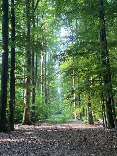Hundeauslaufgebiet-Fischbacher Waldrunde-Bild