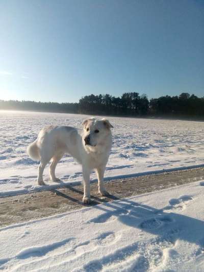 Maremmano-Beitrag-Bild