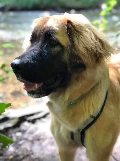 Germanischer Bärenhund-Beitrag-Bild