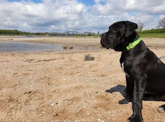 Dogorama-Monats-Challenge-Mai "Wasser"-Beitrag-Bild